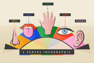 Infografis yang menampilkan lima panca indera