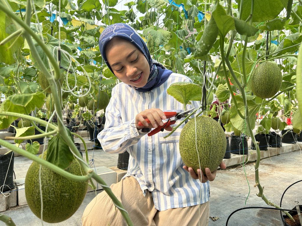 Kegiatan petik melon saat Open Farm