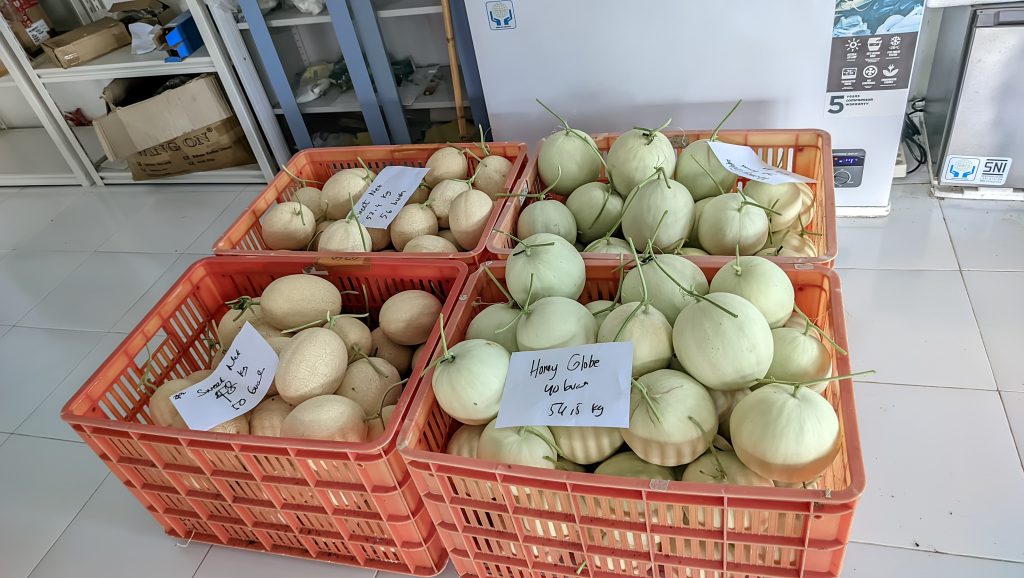 melon berkualitas di Green House FRC UGM.