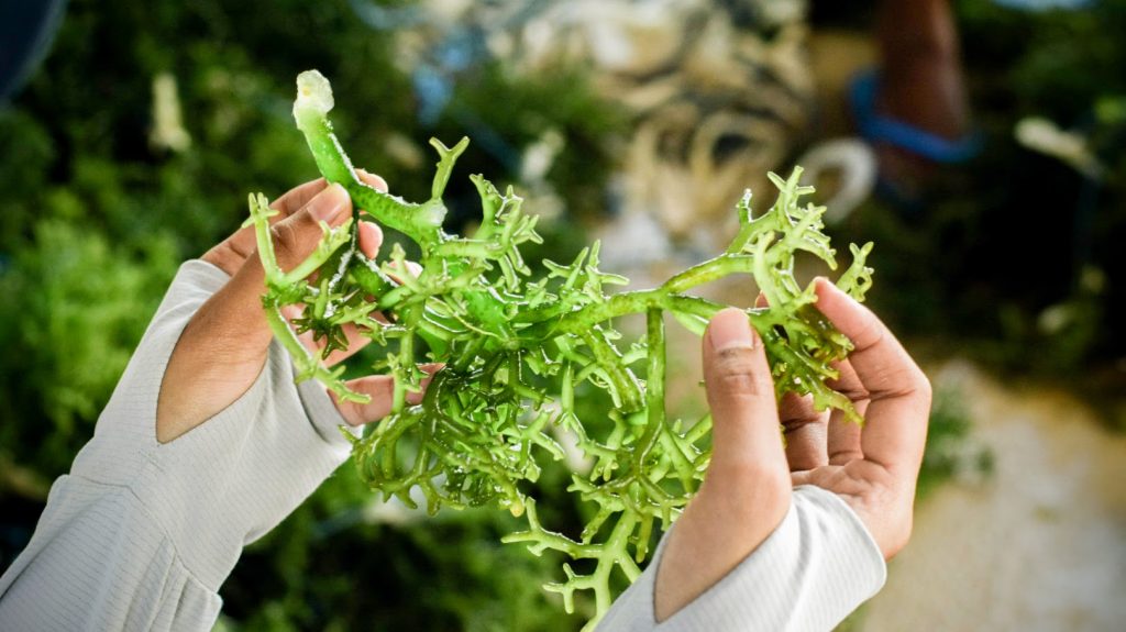 rumput laut sebagai potensi utama Desa Lembongan dapat terus dikembangkan menjadi produk yang bernilai tambah